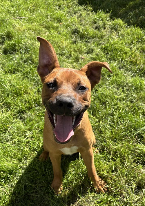 Duke, an adoptable Shepherd in Tonawanda, NY