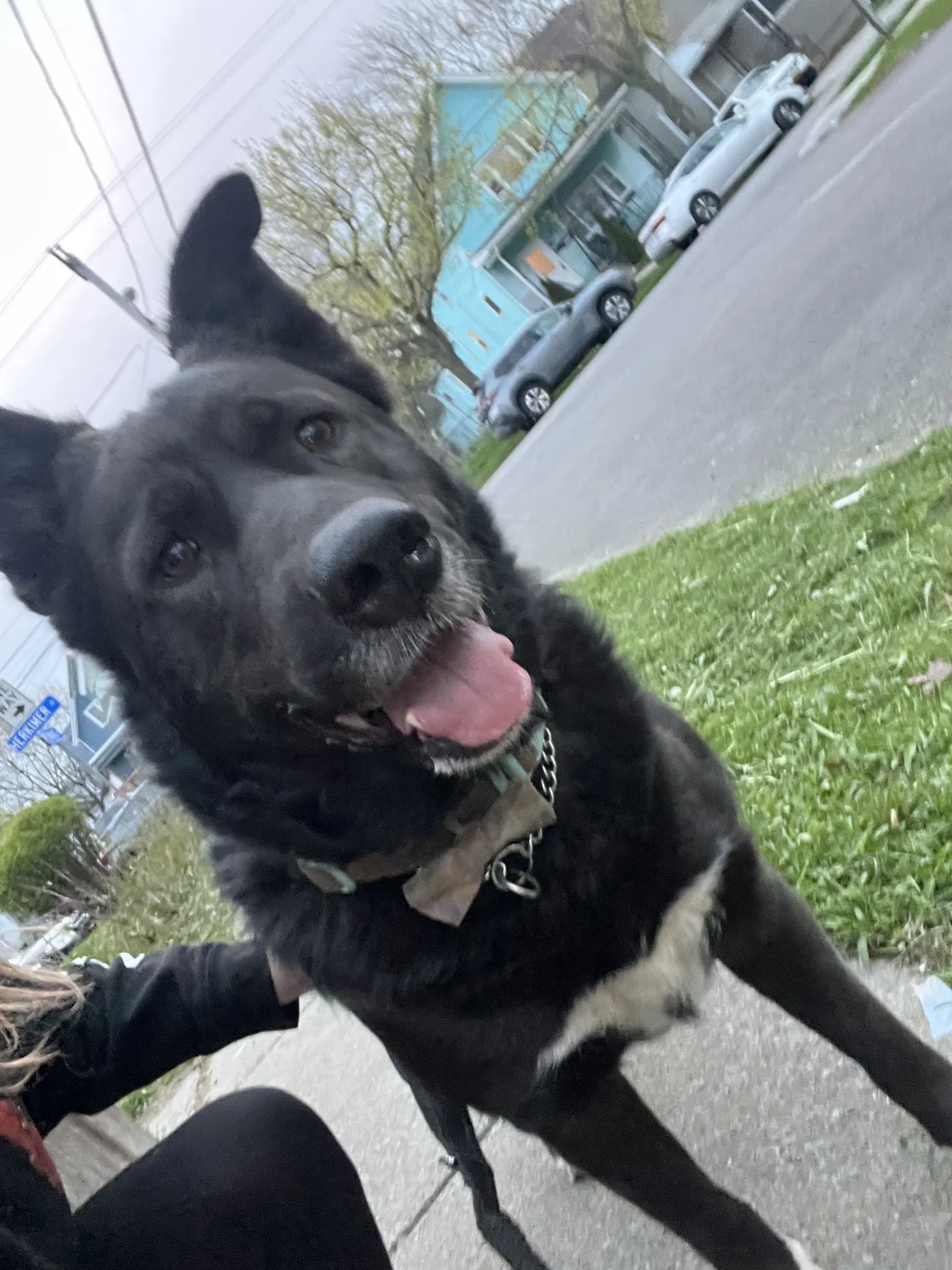 Eliza - Shepherd