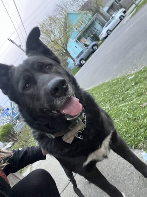 Eliza, an adoptable Shepherd in Tonawanda, NY
