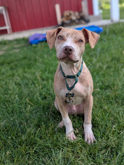 Nemo, an adoptable American Staffordshire Terrier in Tonawanda, NY