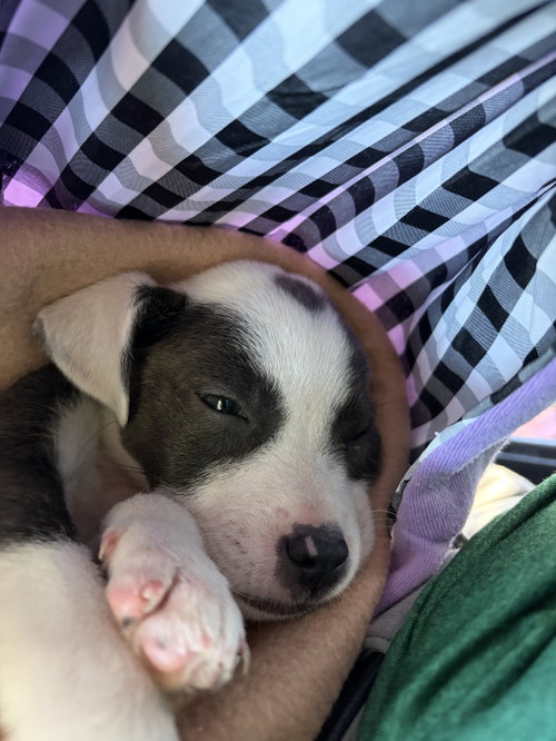 Precious