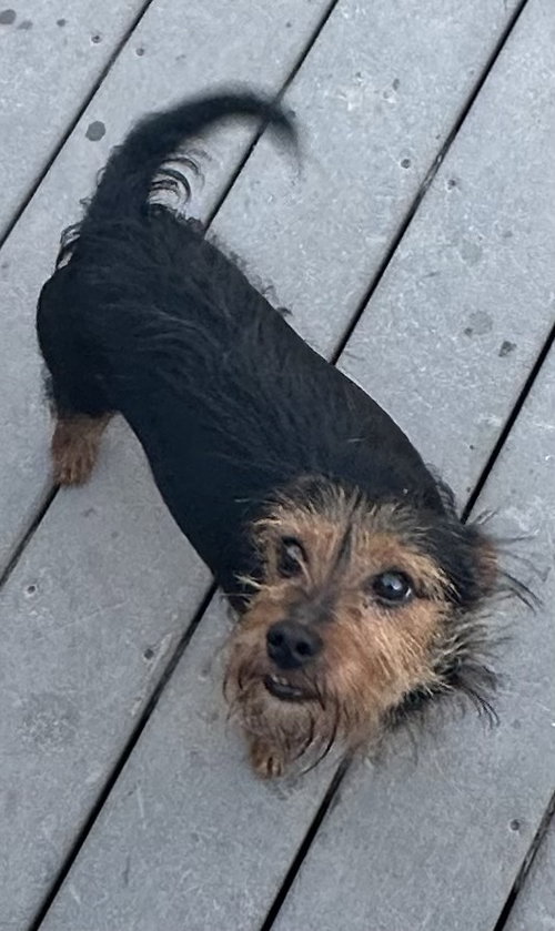 Papi, an adoptable Yorkshire Terrier Yorkie in Tonawanda, NY