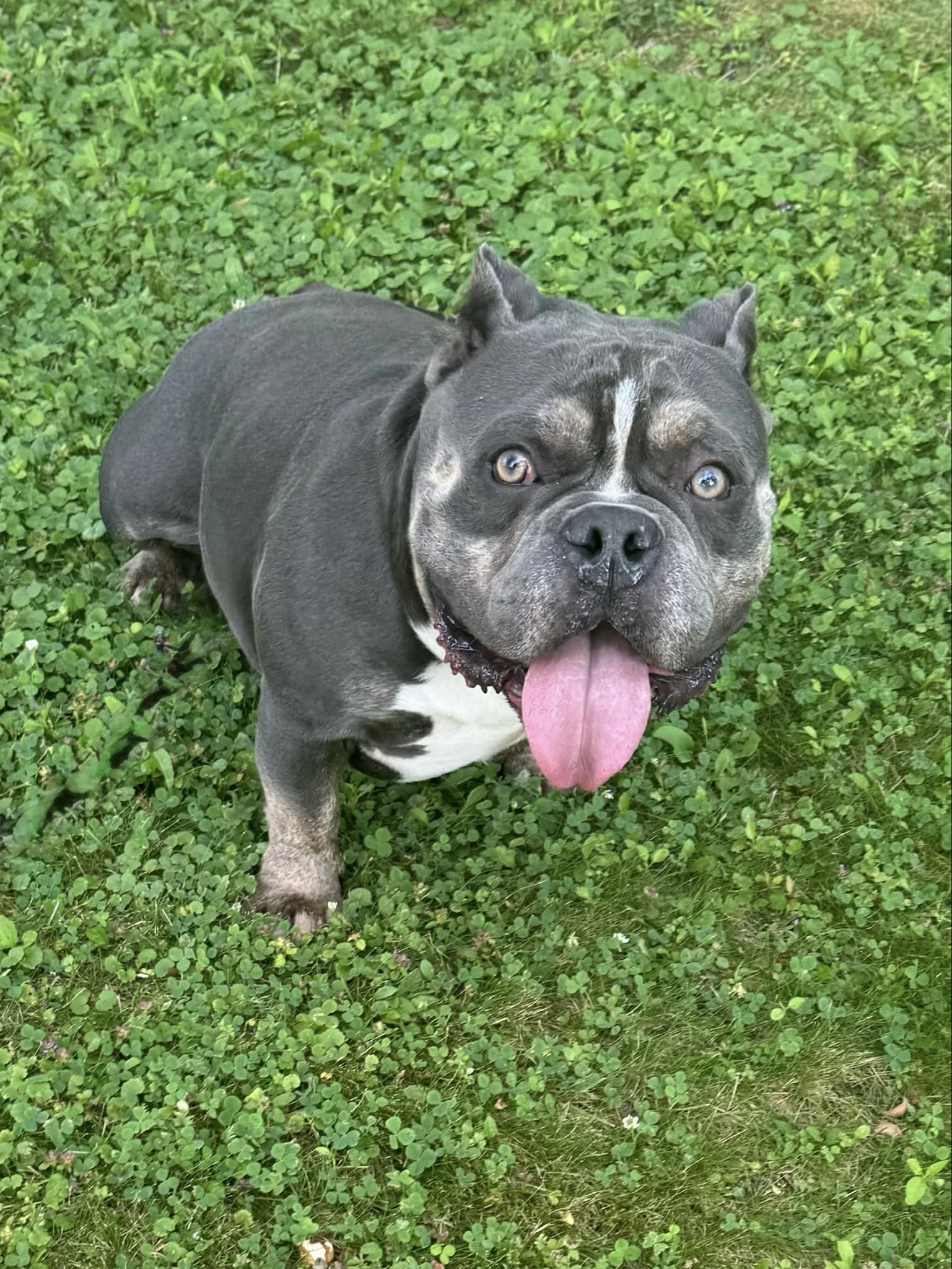 Chubby Checkers