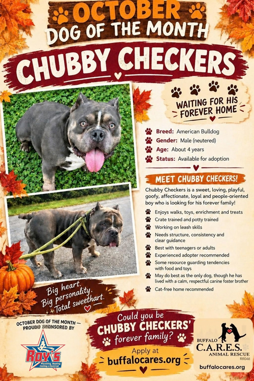 Chubby Checkers, American Bulldog (short coat)