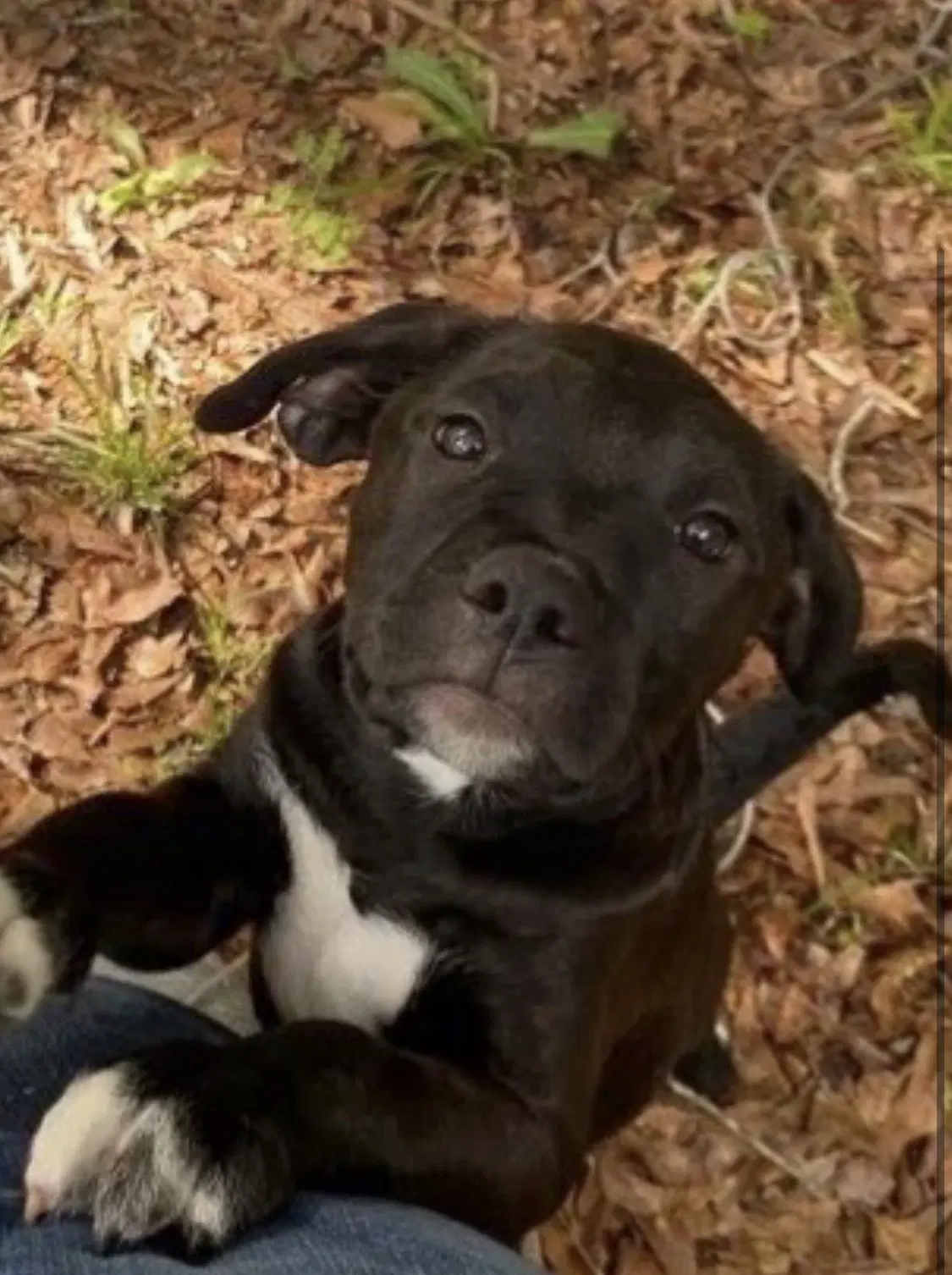 Albert - Black Labrador Retriever