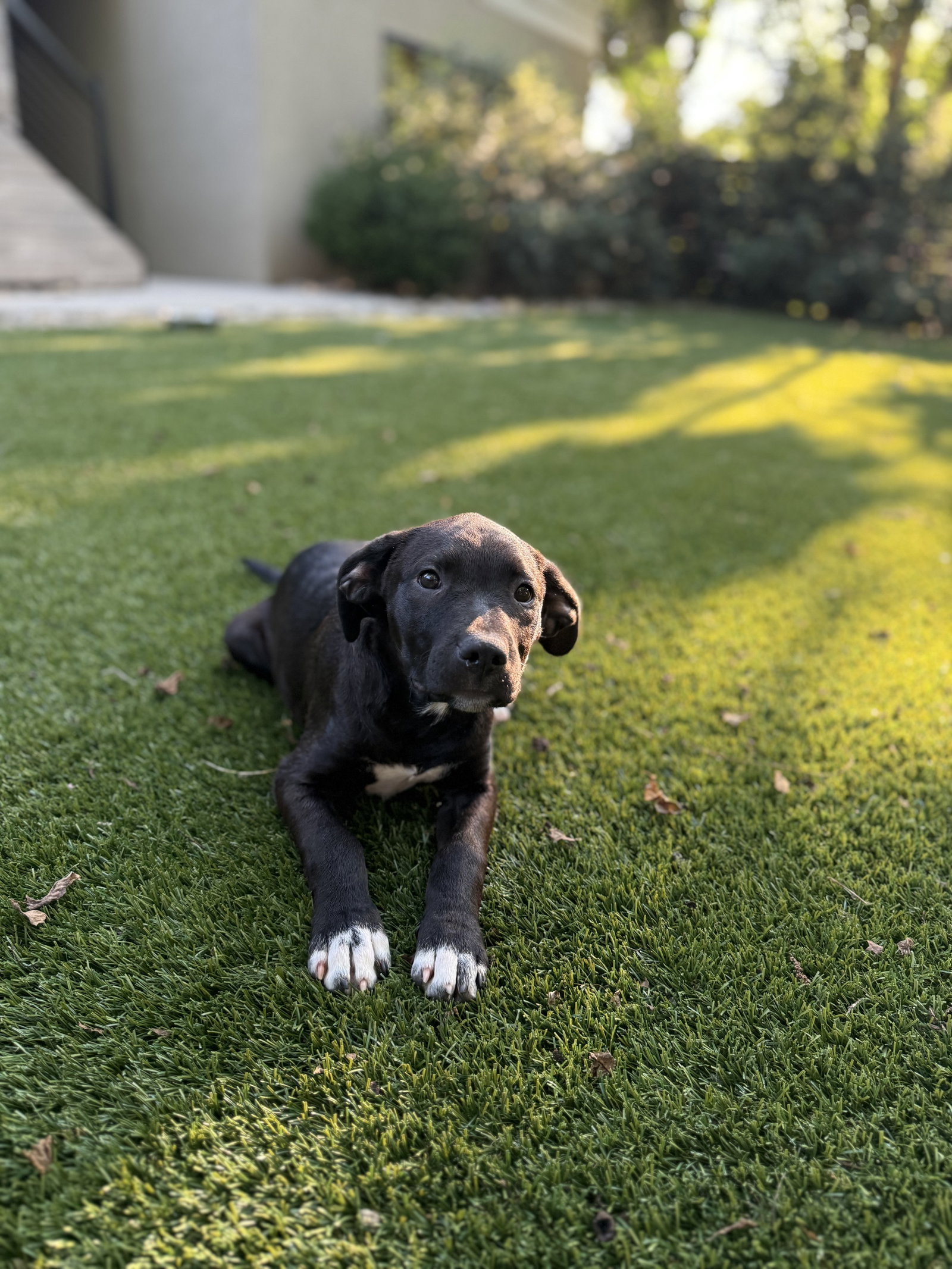 Albert, photo 9