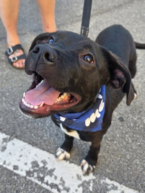 picture of the dog needing adoption