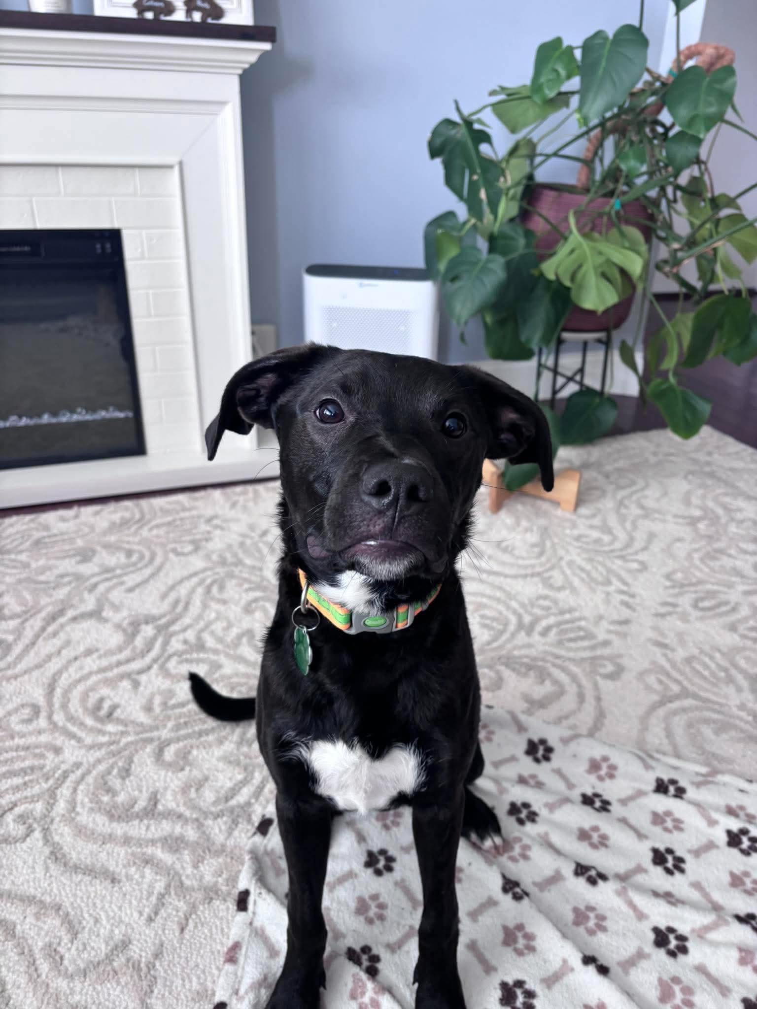 Albert, Black Labrador Retriever