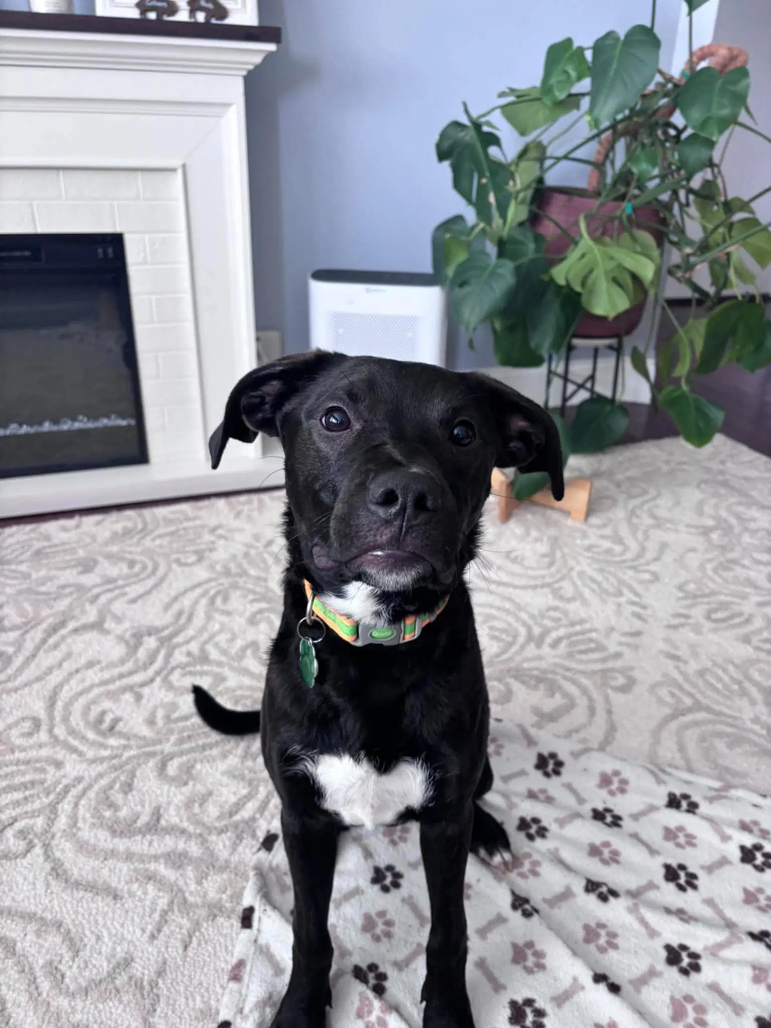 Albert - Black Labrador Retriever