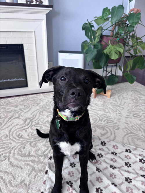 Albert, a dog for adoption from Buffalo C.A.R.E.S. Animal Rescue