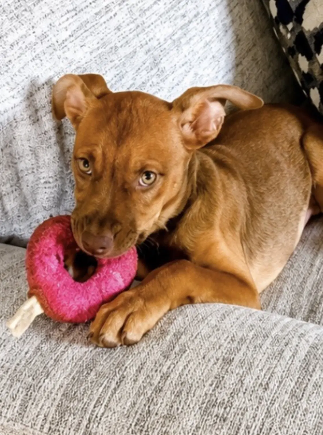 Nala image 2