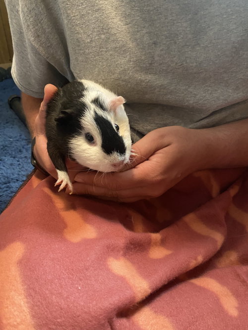 Photo 2 of Cupcake and Poptart