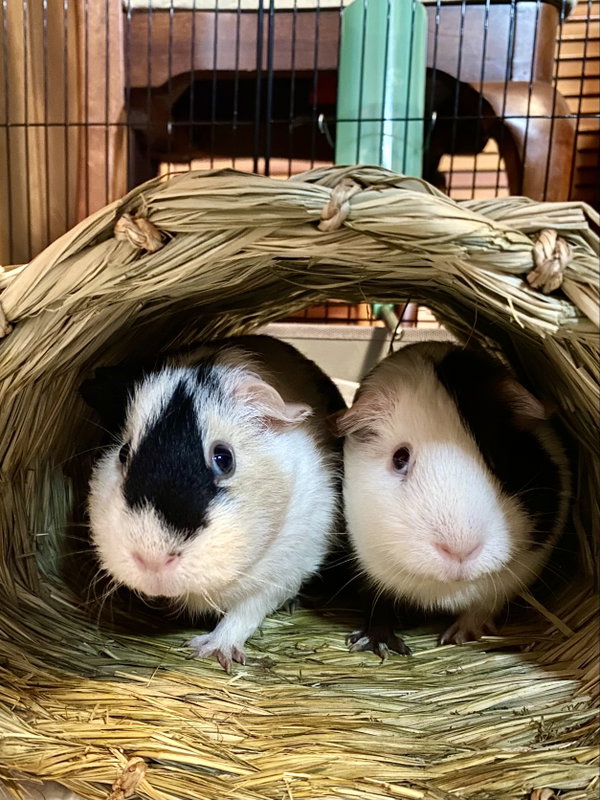 Cupcake and Poptart