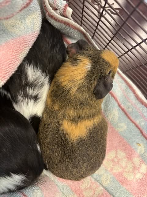 Butterscotch and Chocolate Chip, photo 3
