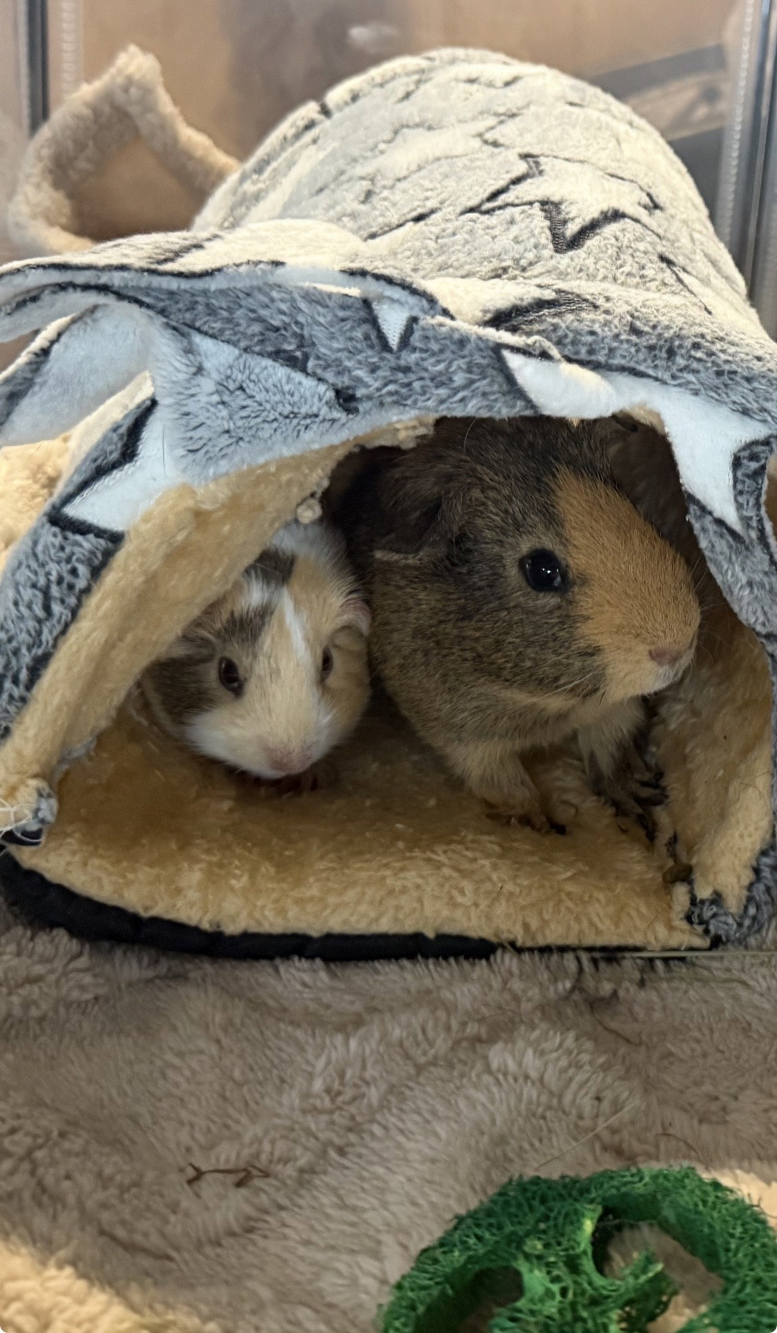Butterscotch and Chocolate Chip, photo 4