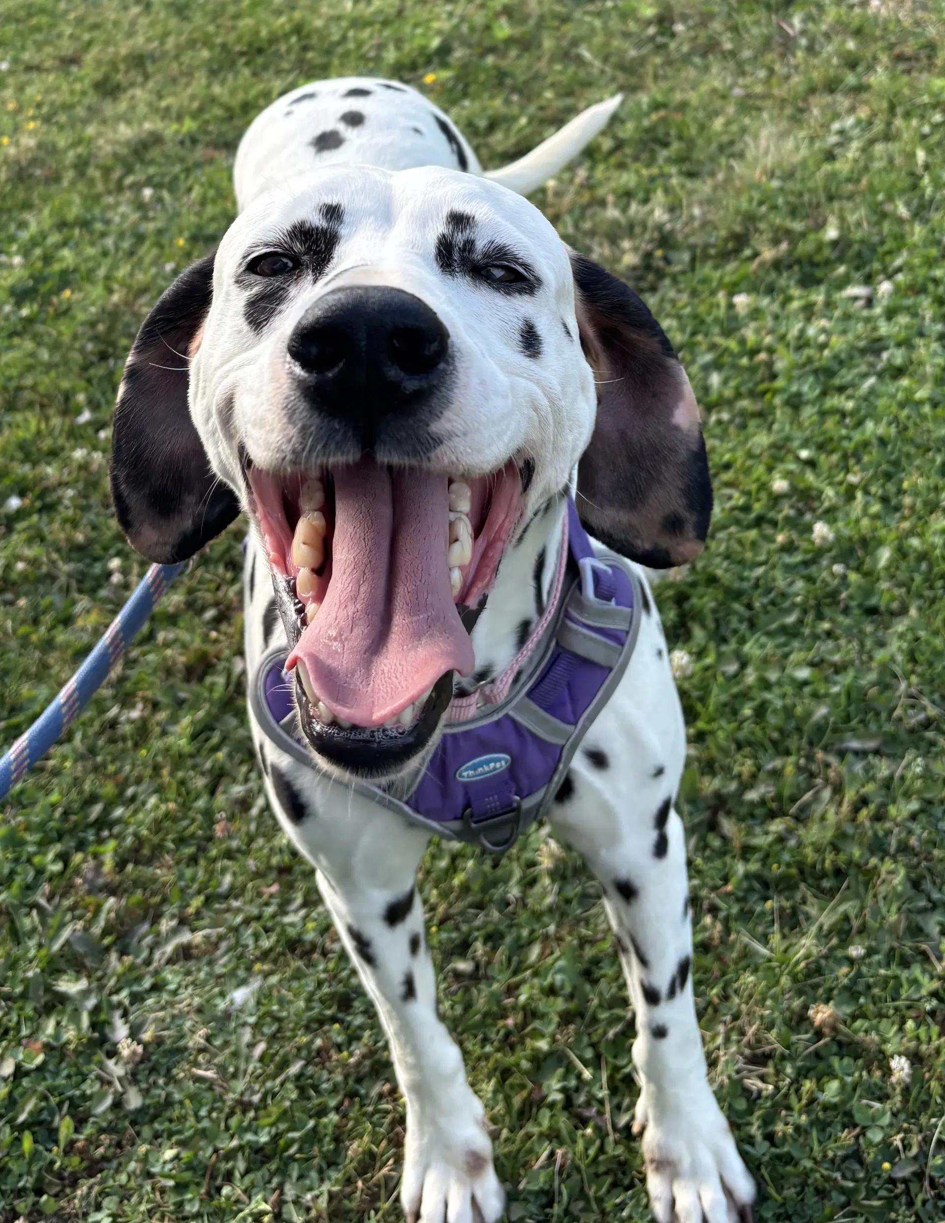 Dolly - Dalmatian