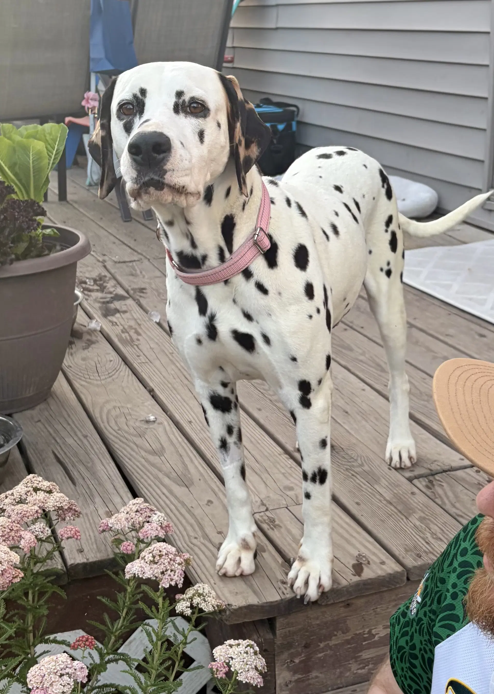 Dolly image 2