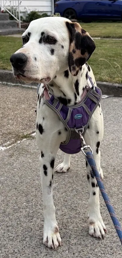Dolly image 4