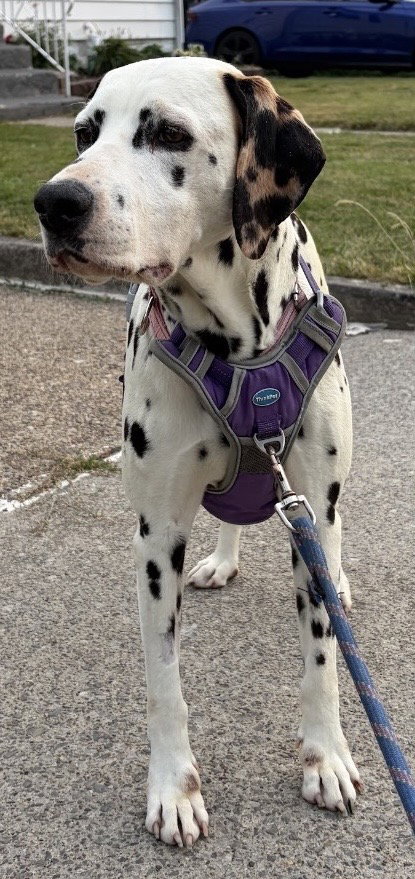 Dolly