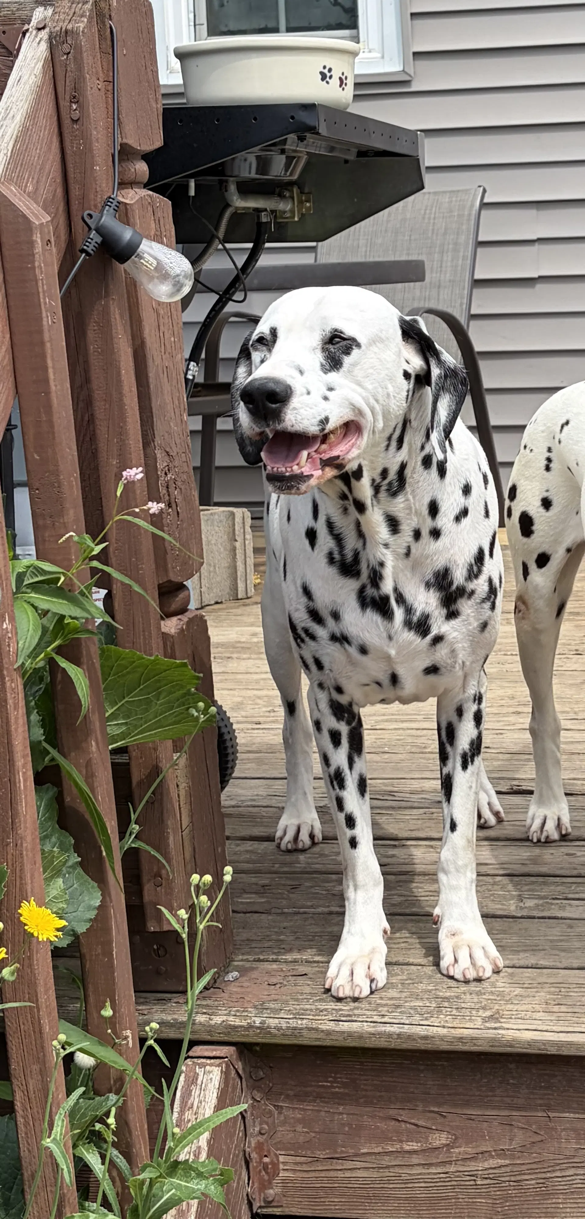 Dallas - Dalmatian