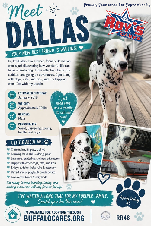 picture of the dog needing adoption