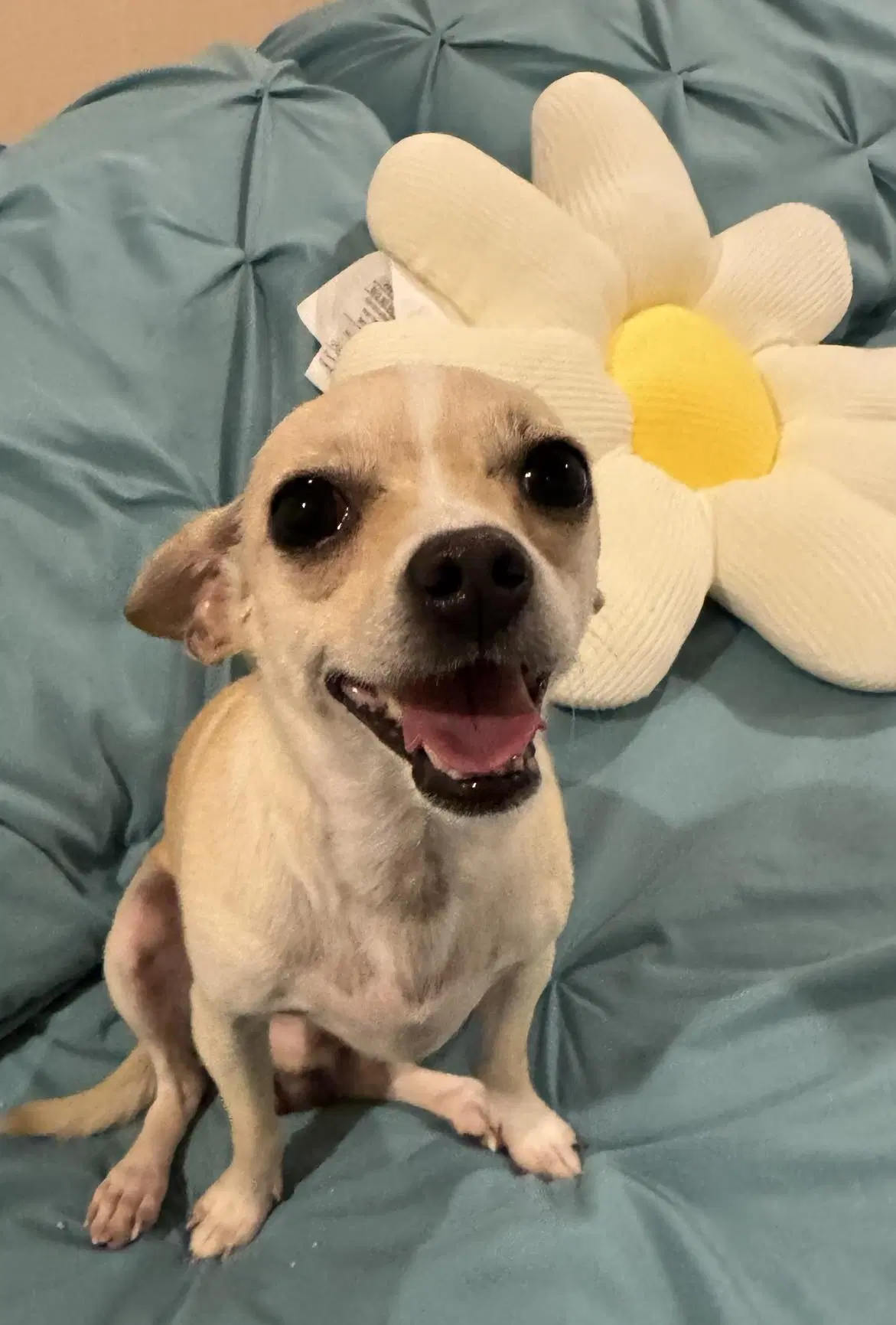 Kane - Chihuahua
