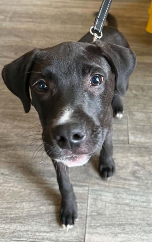 picture of the dog needing adoption