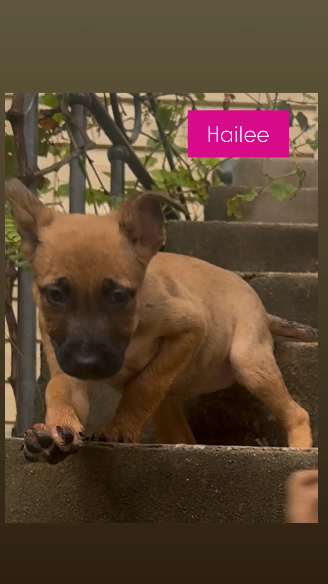 Hailee image 4