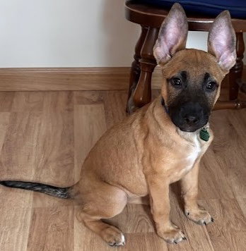 picture of the dog needing adoption