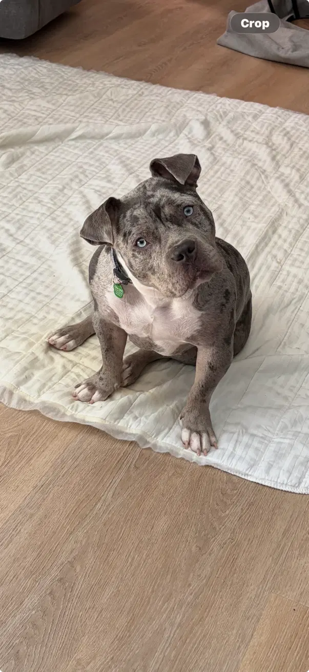 Stormy - Pit Bull Terrier