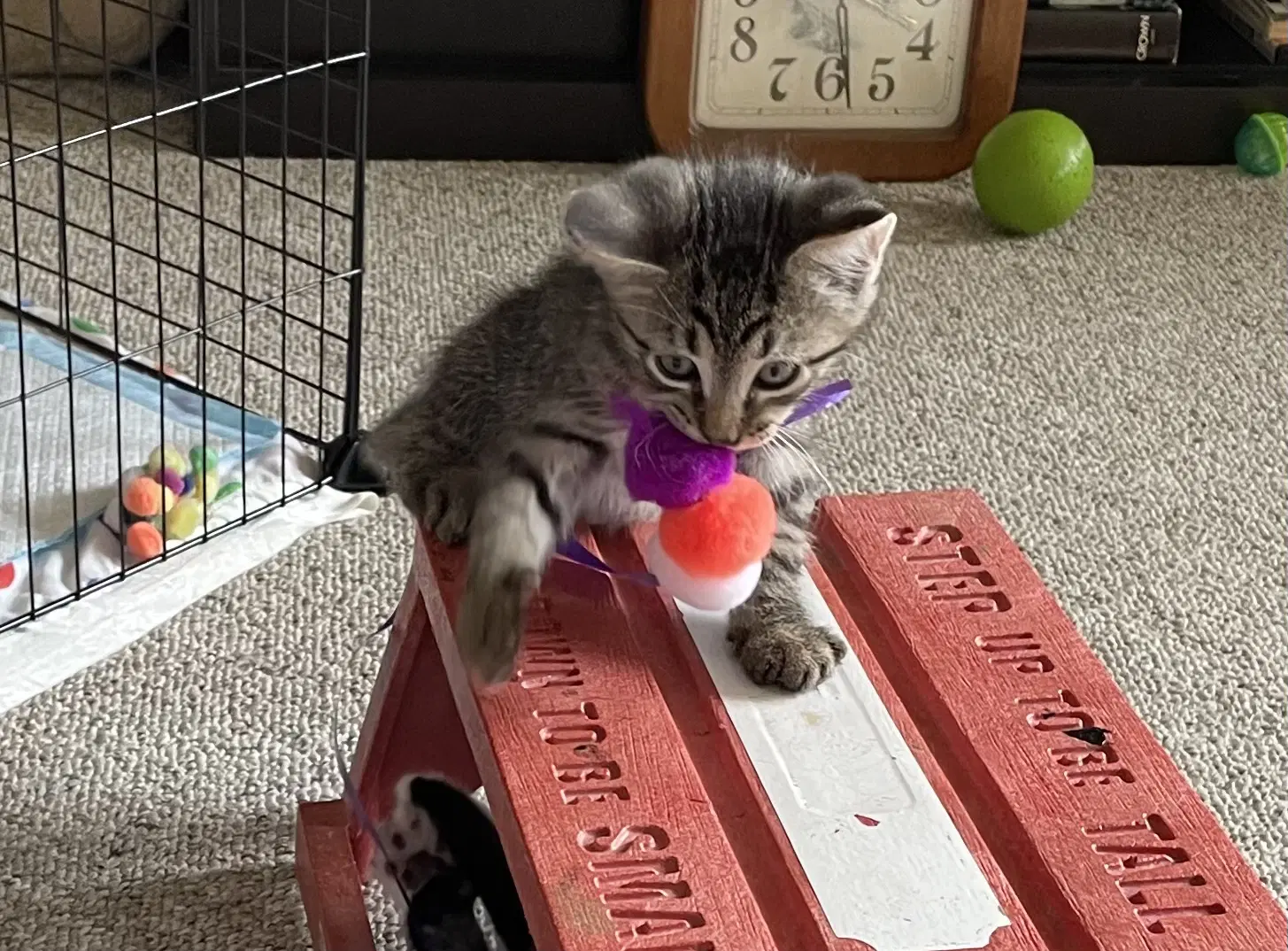 Ace - Domestic Medium Hair