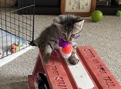 Ace, Domestic Medium Hair (medium coat)