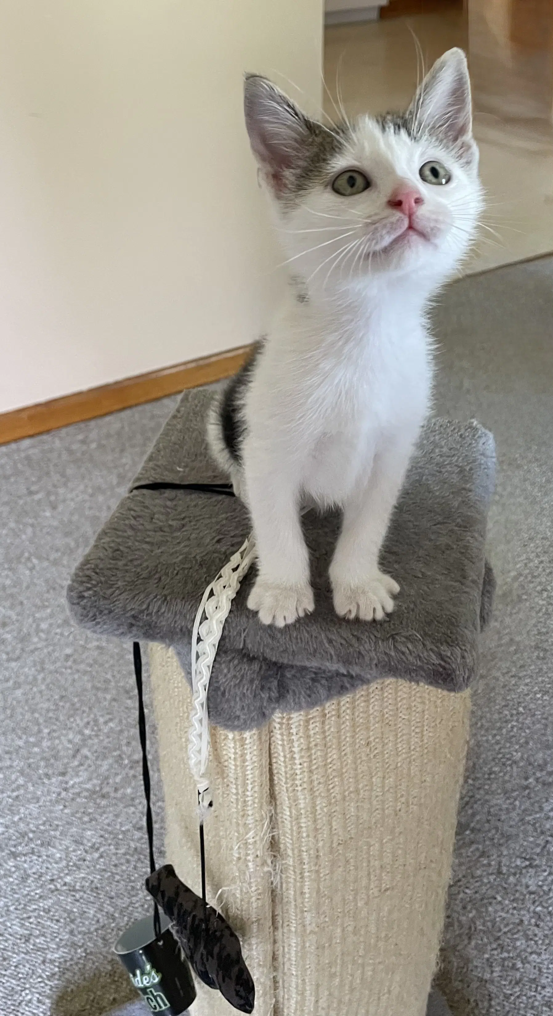 Lizzy - Domestic Medium Hair