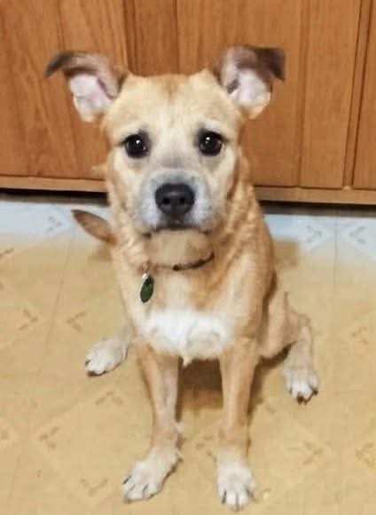 Katty, Terrier