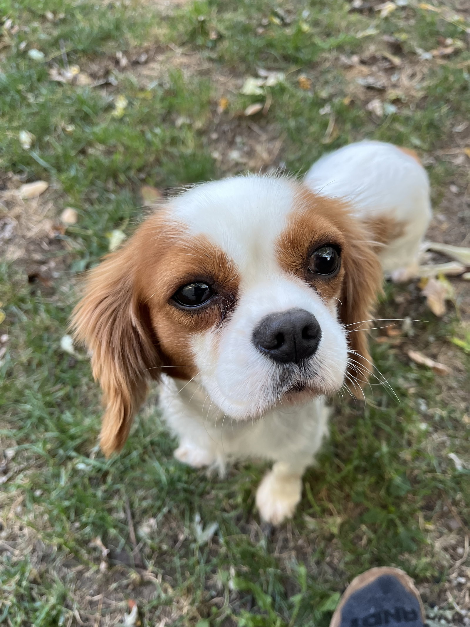 Gigi