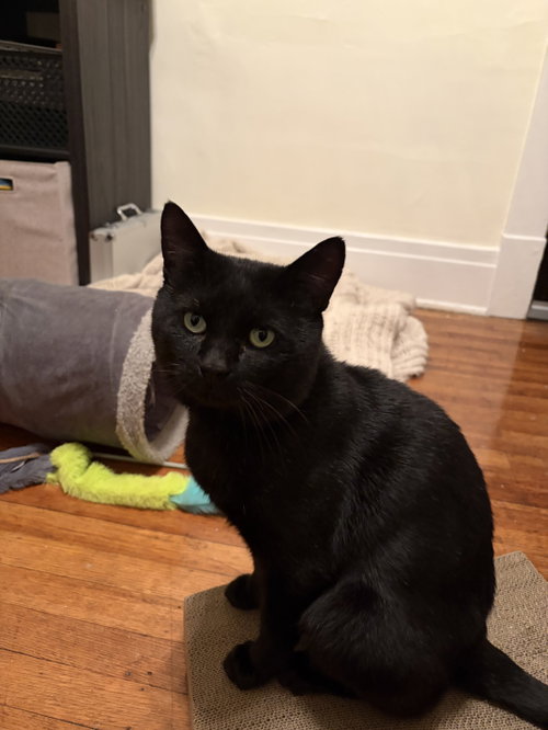 Chad, Domestic Short Hair (short coat)