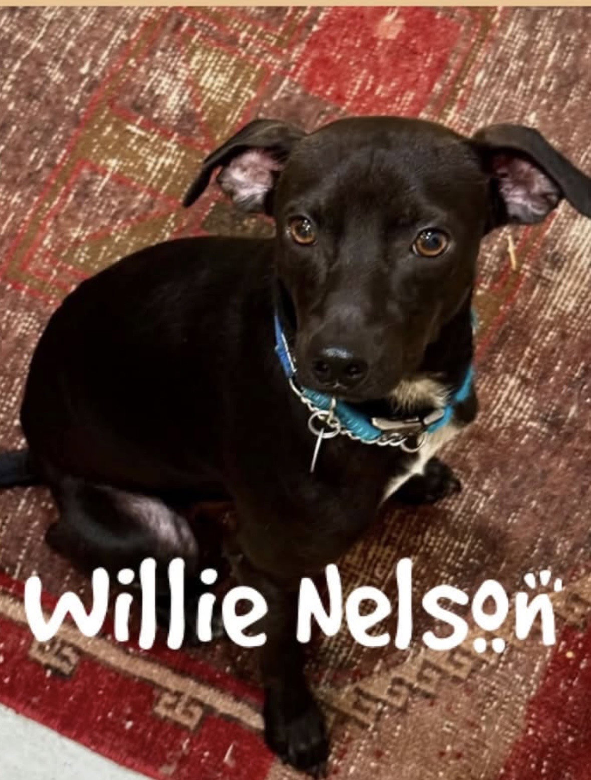 Willie Nelson, photo 5