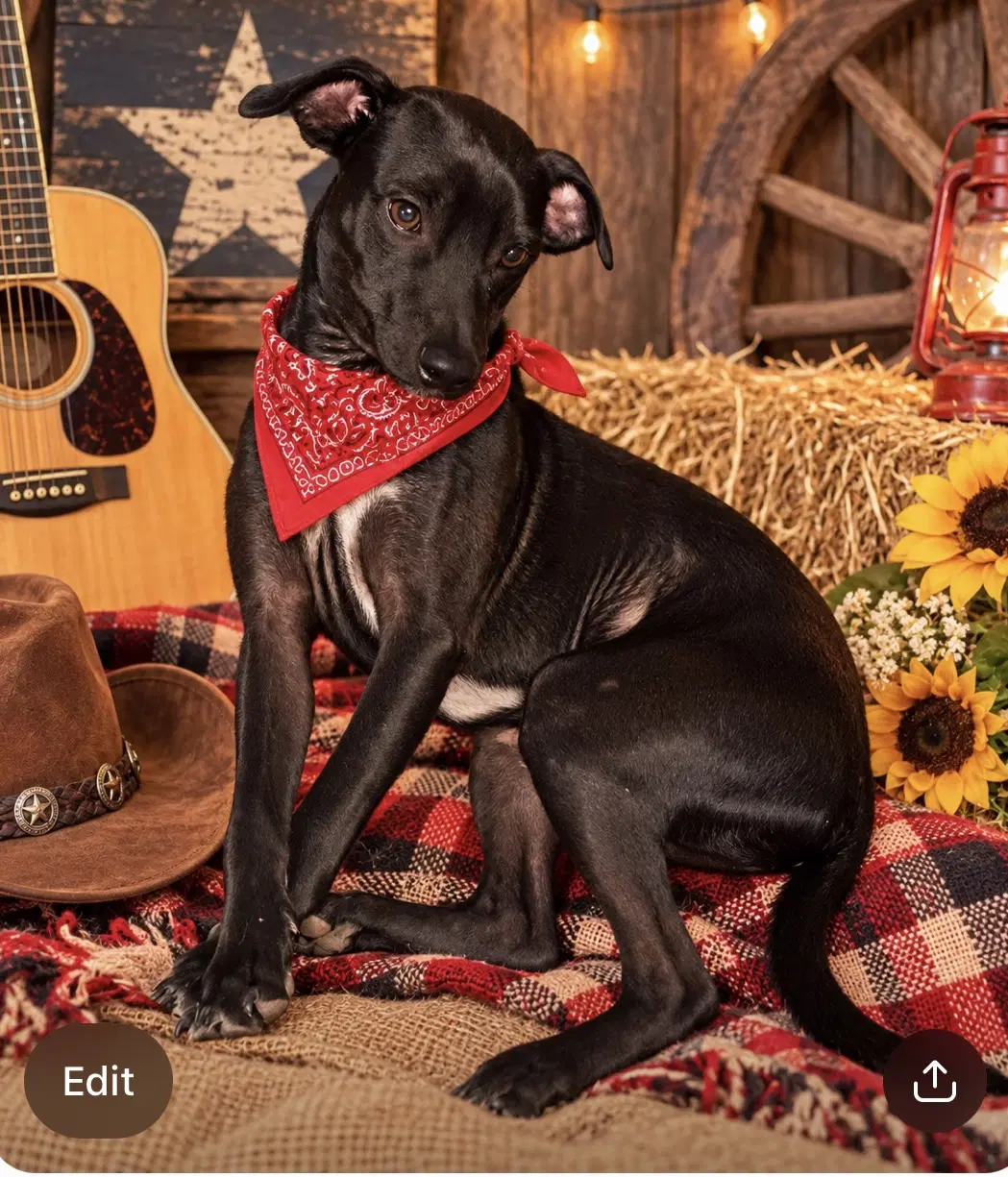Willie Nelson image 2
