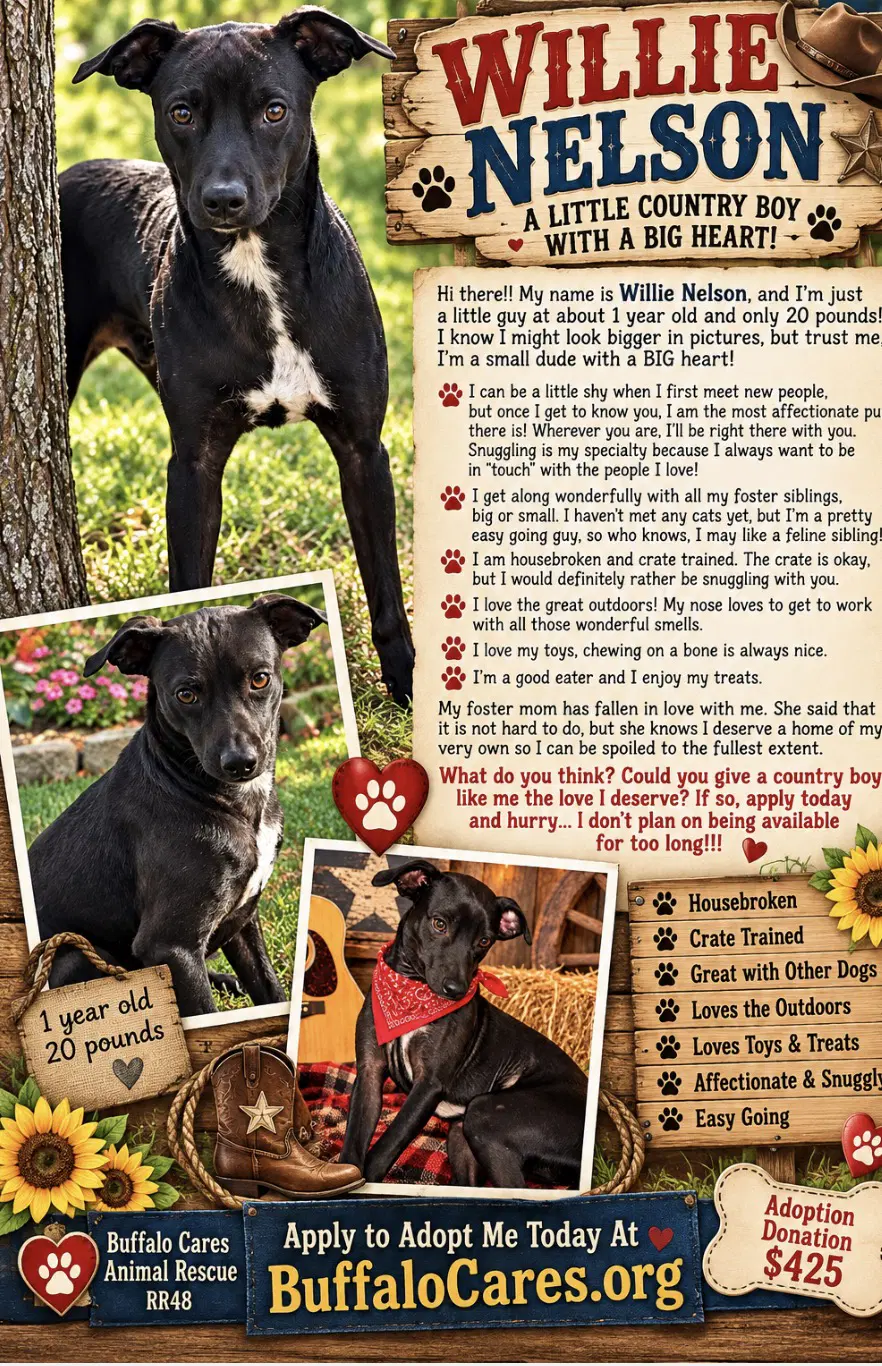 Willie Nelson image 1