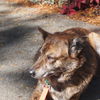 Maggie