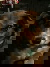 Foxy
