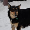 Holly