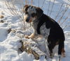 Gretchen