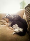 Gretchen