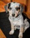 Gretchen