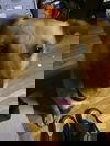 Maple
