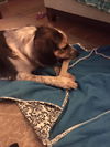 Maggie