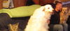 Jethro