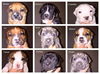 Holiday Puppies