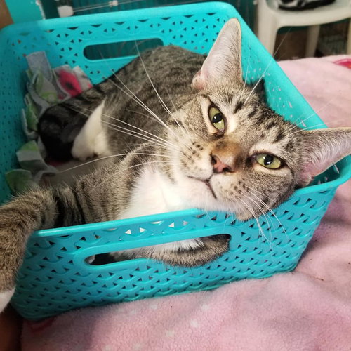 NOEL - American Shorthair available for adoption